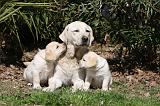 LABRADOR 1039